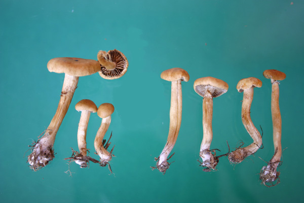 Agrocybe pediades (Fr.) Fay.